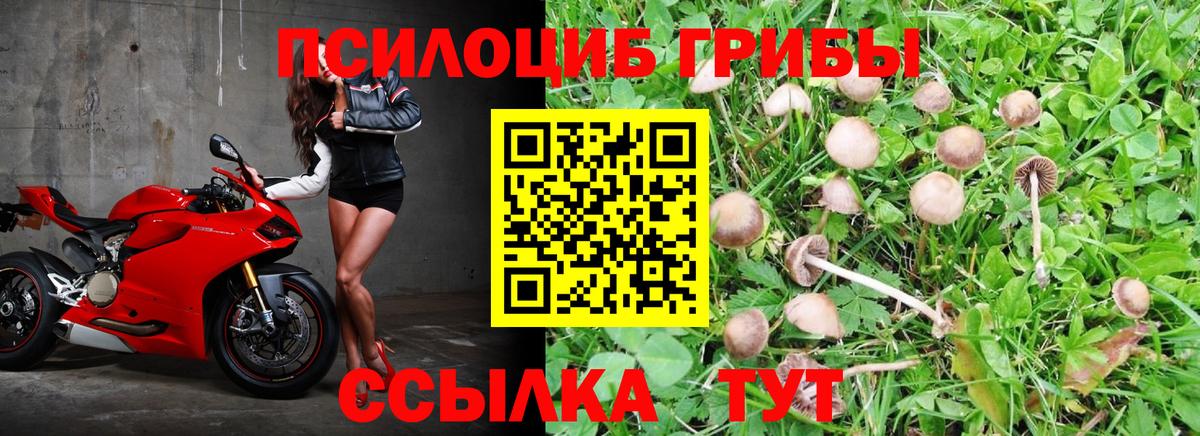 купить наркоту  Вход с VPN  Северодвинск  Псилоцибиновые грибы Psilocybe 